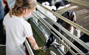 https://club.pnkids.sg/wp-content/uploads/2020/03/hay-dairies-goat-farm-1.jpeg