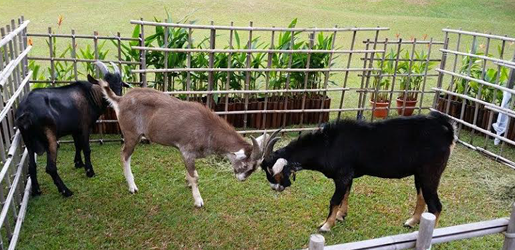https://club.pnkids.sg/wp-content/uploads/2020/03/hay-dairies-goatfarm-3.png
