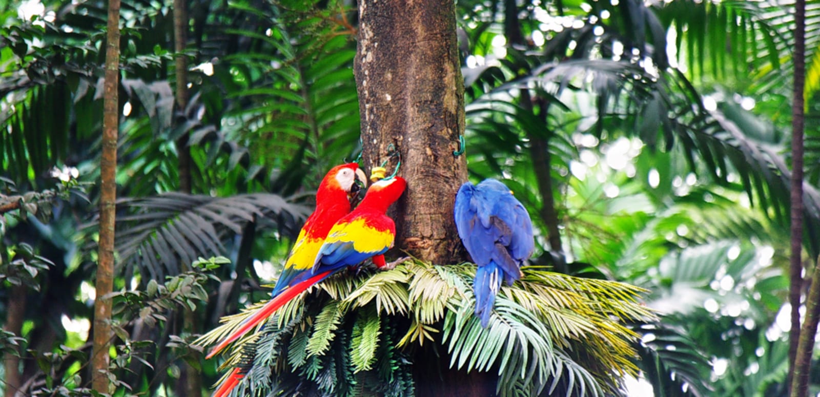 https://club.pnkids.sg/wp-content/uploads/2020/03/jurong-bird-park-2.jpg