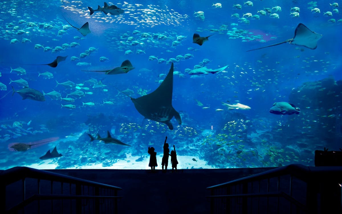 sea-aquarium-02.jpg